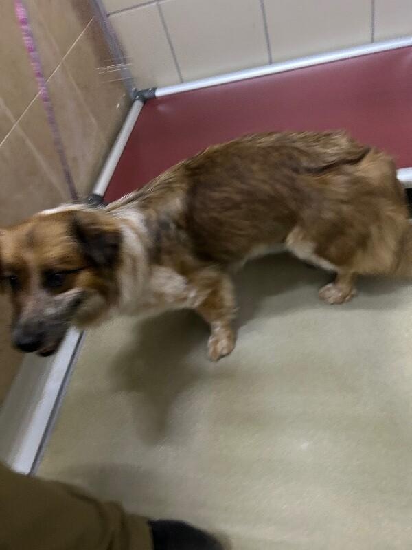 Enlarge Sage, a Adoptable Mixed Breed in Hobbs, NM image 4/6
