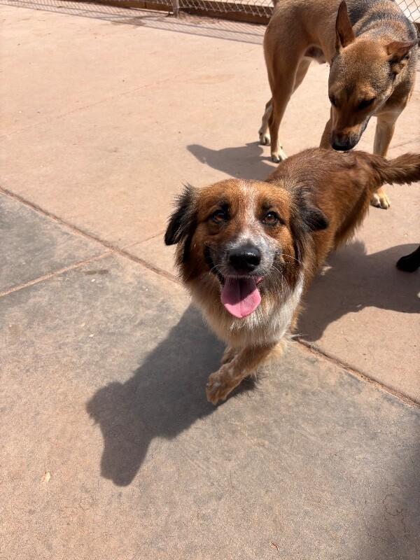 Enlarge Sage, a Adoptable Mixed Breed in Hobbs, NM image 5/6