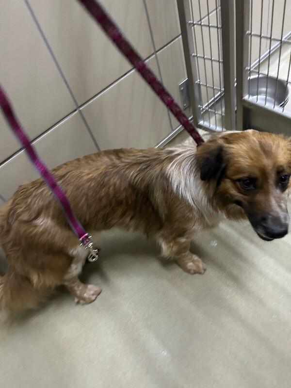Enlarge Sage, a Adoptable Mixed Breed in Hobbs, NM image 6/6