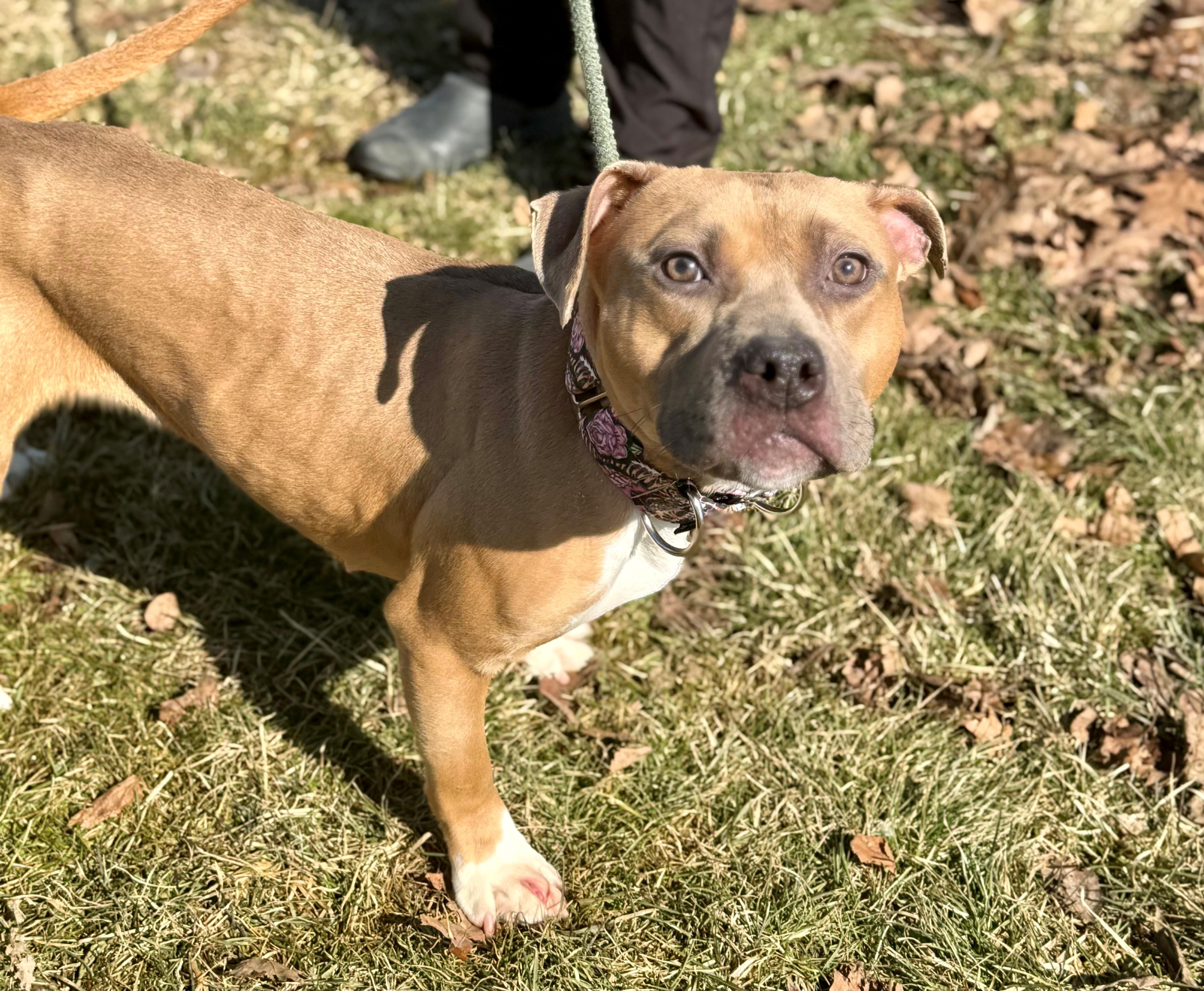 Enlarge Luann, an adopted mixed breed in Hamilton, ON image 5/6