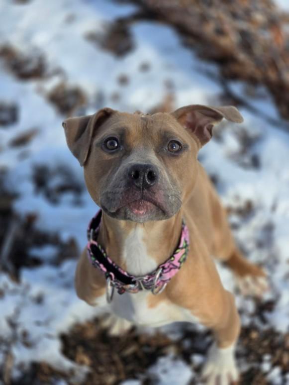 Enlarge Luann, an adopted mixed breed in Hamilton, ON image 1/6
