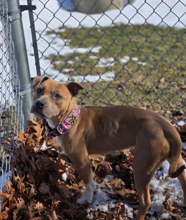 Enlarge Luann, an adopted mixed breed in Hamilton, ON image 2/6