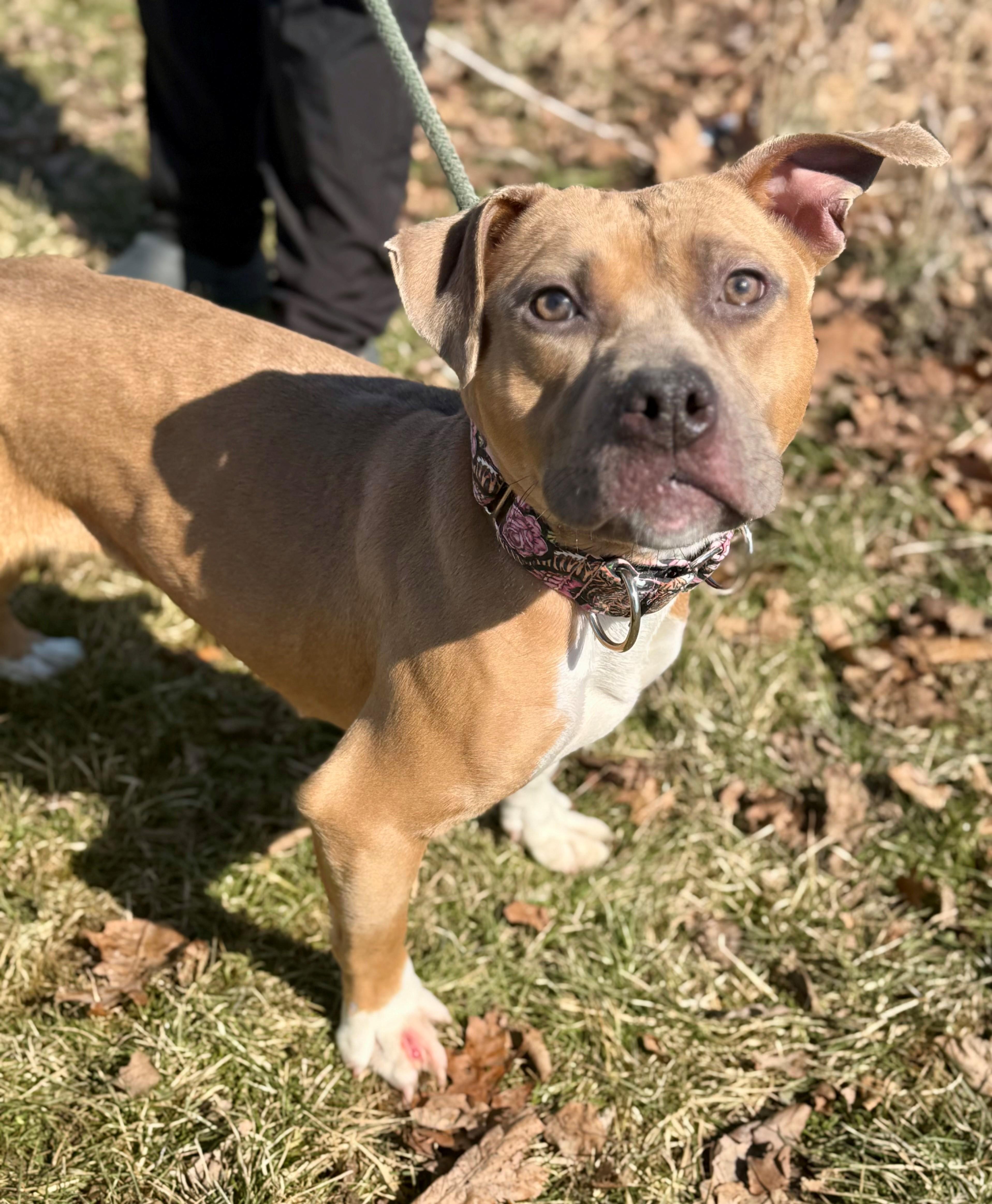 Enlarge Luann, an adopted mixed breed in Hamilton, ON image 6/6