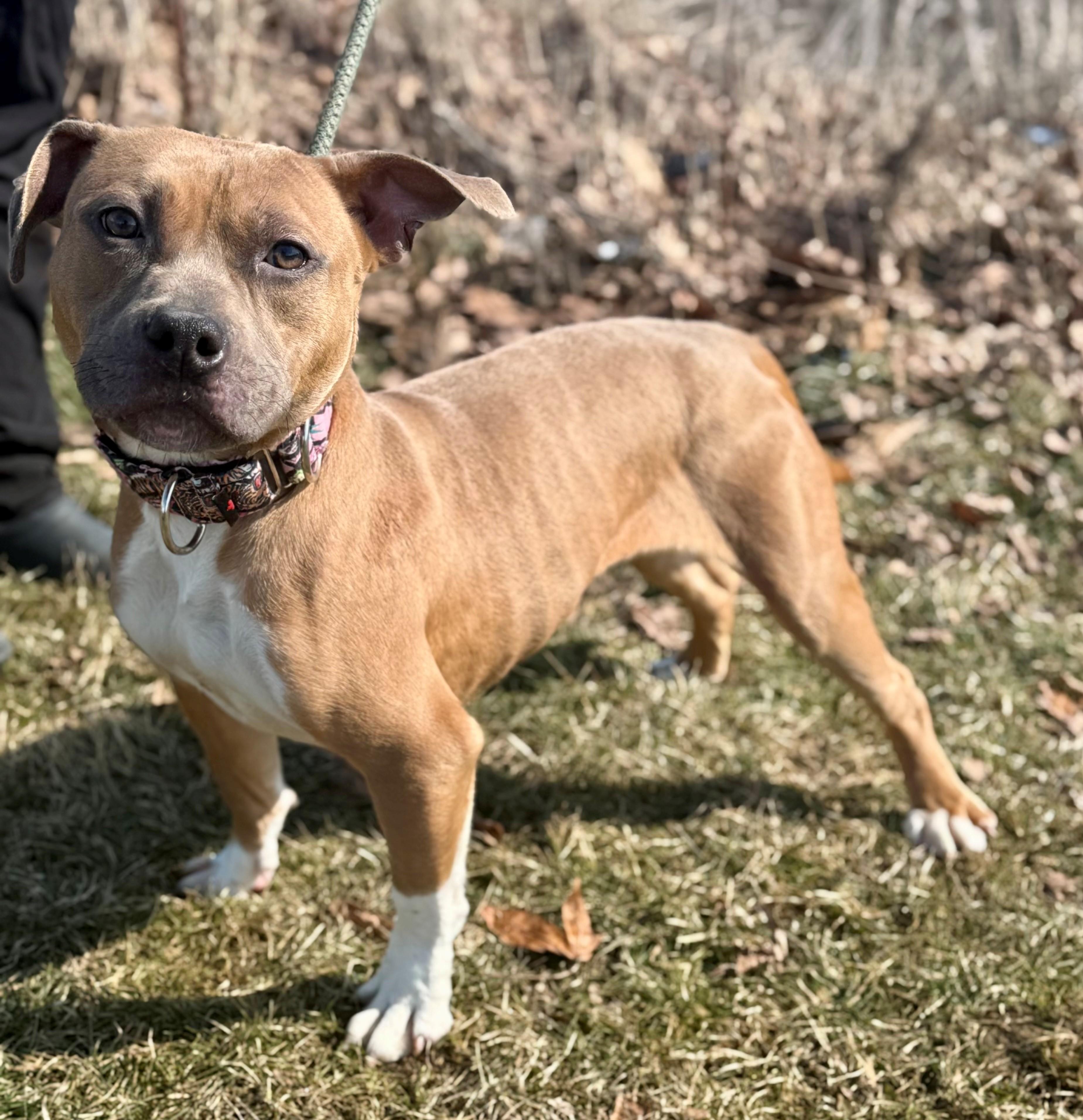 Enlarge Luann, an adopted mixed breed in Hamilton, ON image 4/6