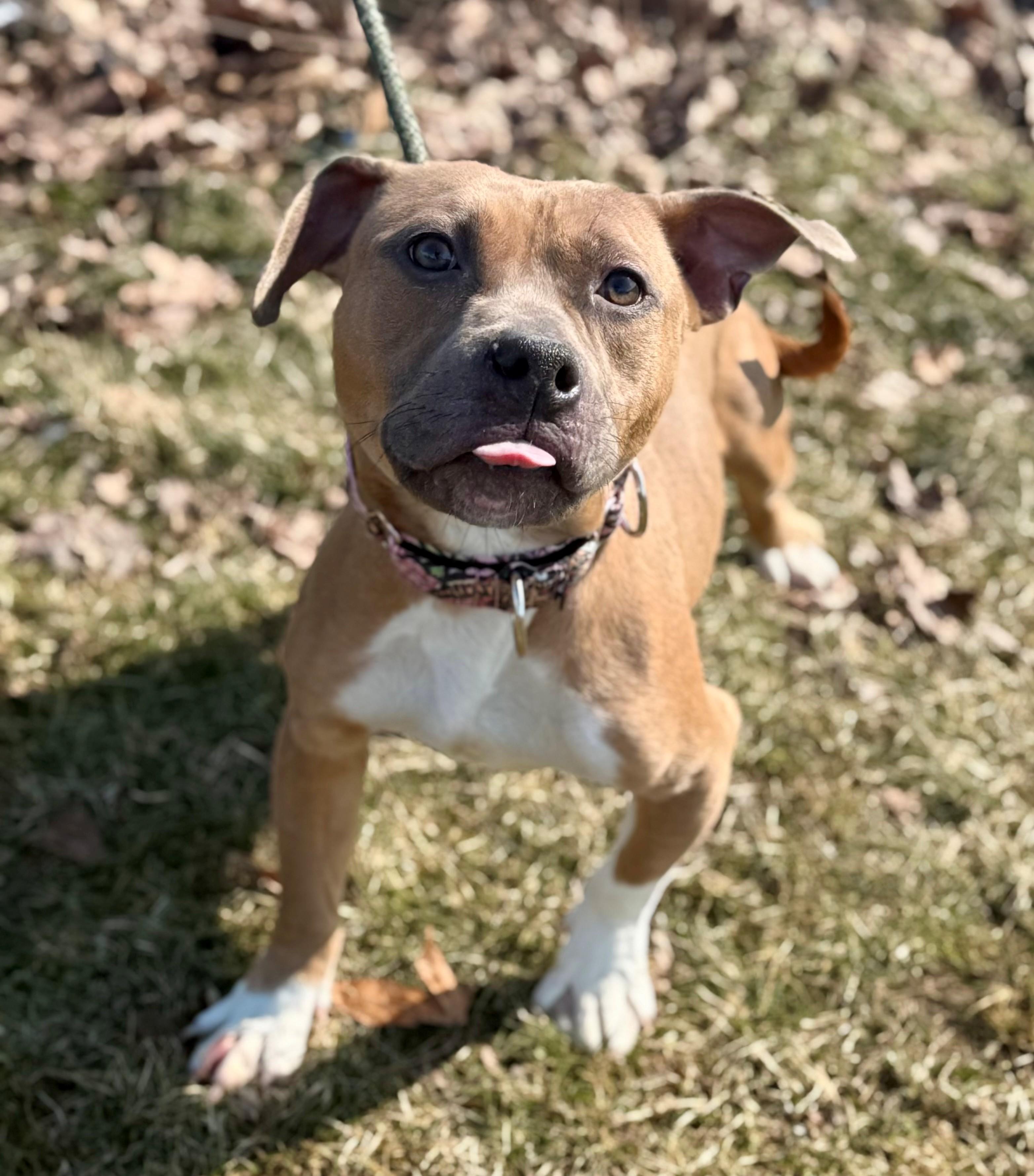 Enlarge Luann, an adopted mixed breed in Hamilton, ON image 3/6