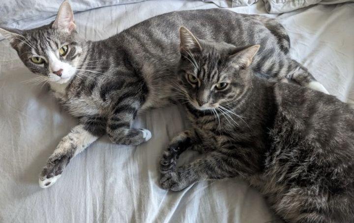 Lemon & Lime (meet us in foster care!), Adoptable, Adult Female Domestic Short Hair.