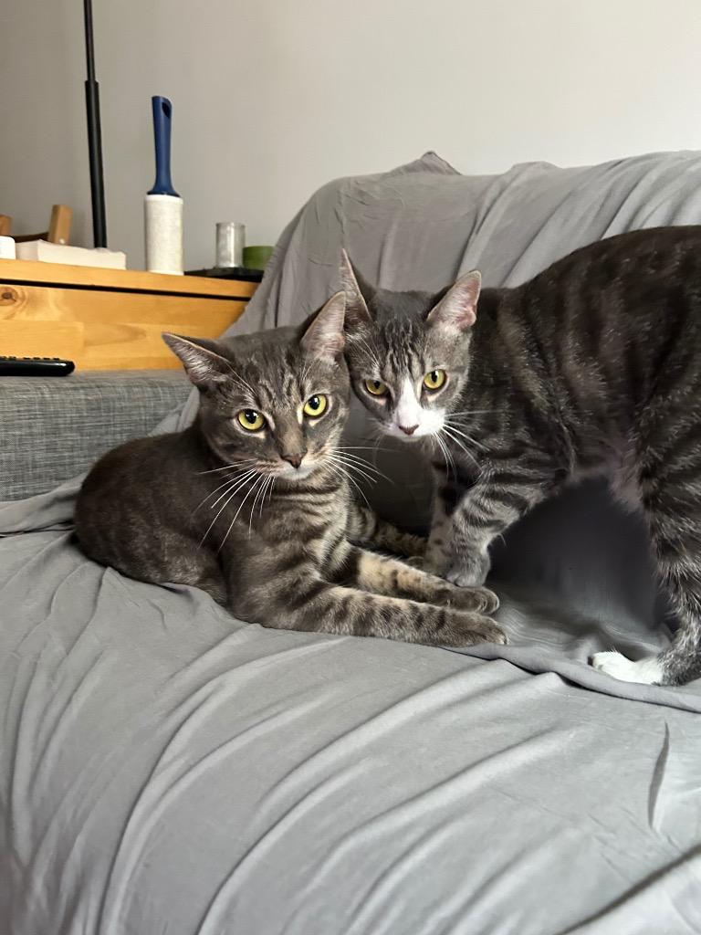 Lemon & Lime (meet us in foster care!), a Adoptable mixed breed in Brooklyn, NY image 3/3