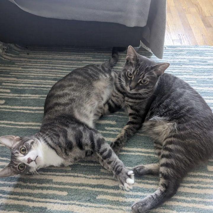 Enlarge Lemon & Lime (meet us in foster care!), a Adoptable mixed breed in Brooklyn, NY image 2/3