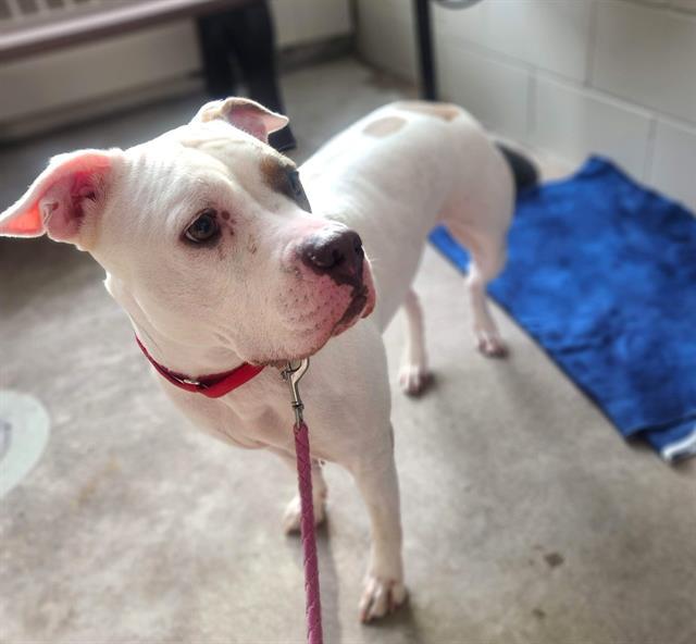 KAHIA, Adoptable, Adult Female Pit Bull Terrier & Mixed Breed.