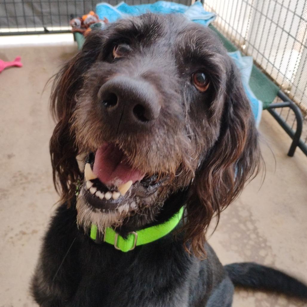 Moose, Adoptable, Senior Male Mixed Breed.