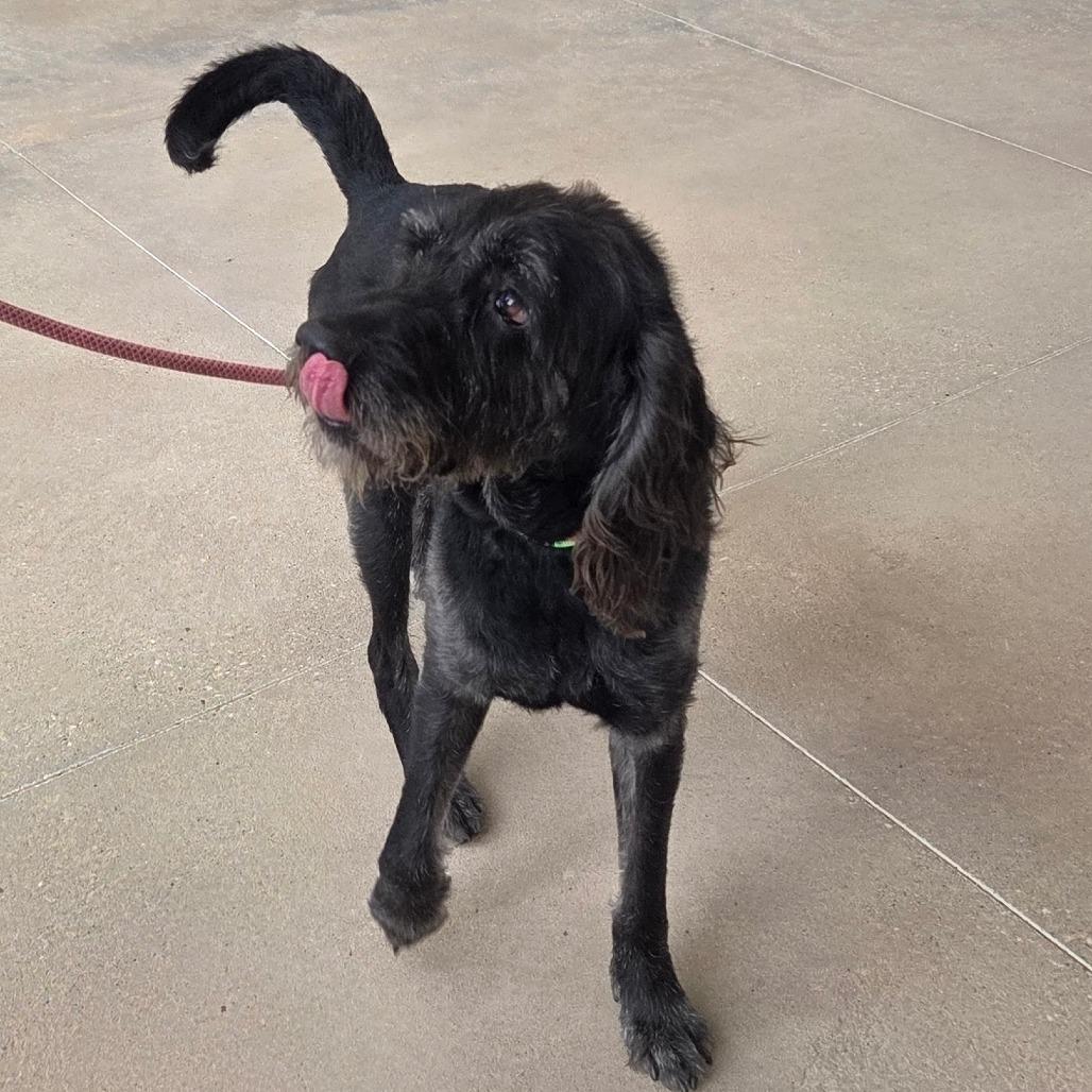 Enlarge Moose, a Adoptable Mixed Breed in Bentonville, AR image 2/2