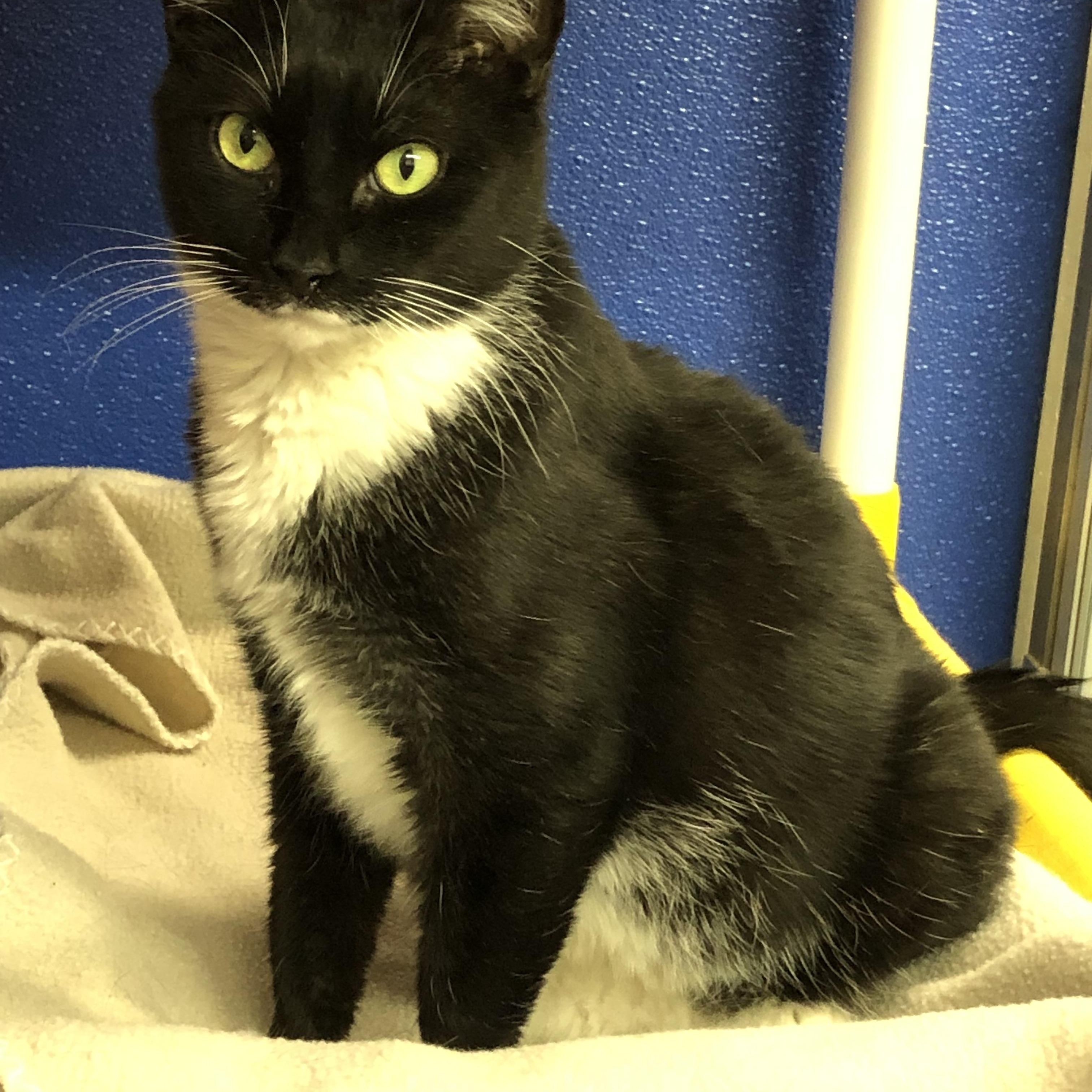 Enlarge Dom, a Adoptable Domestic Short Hair in Ipswich, MA image 1/6