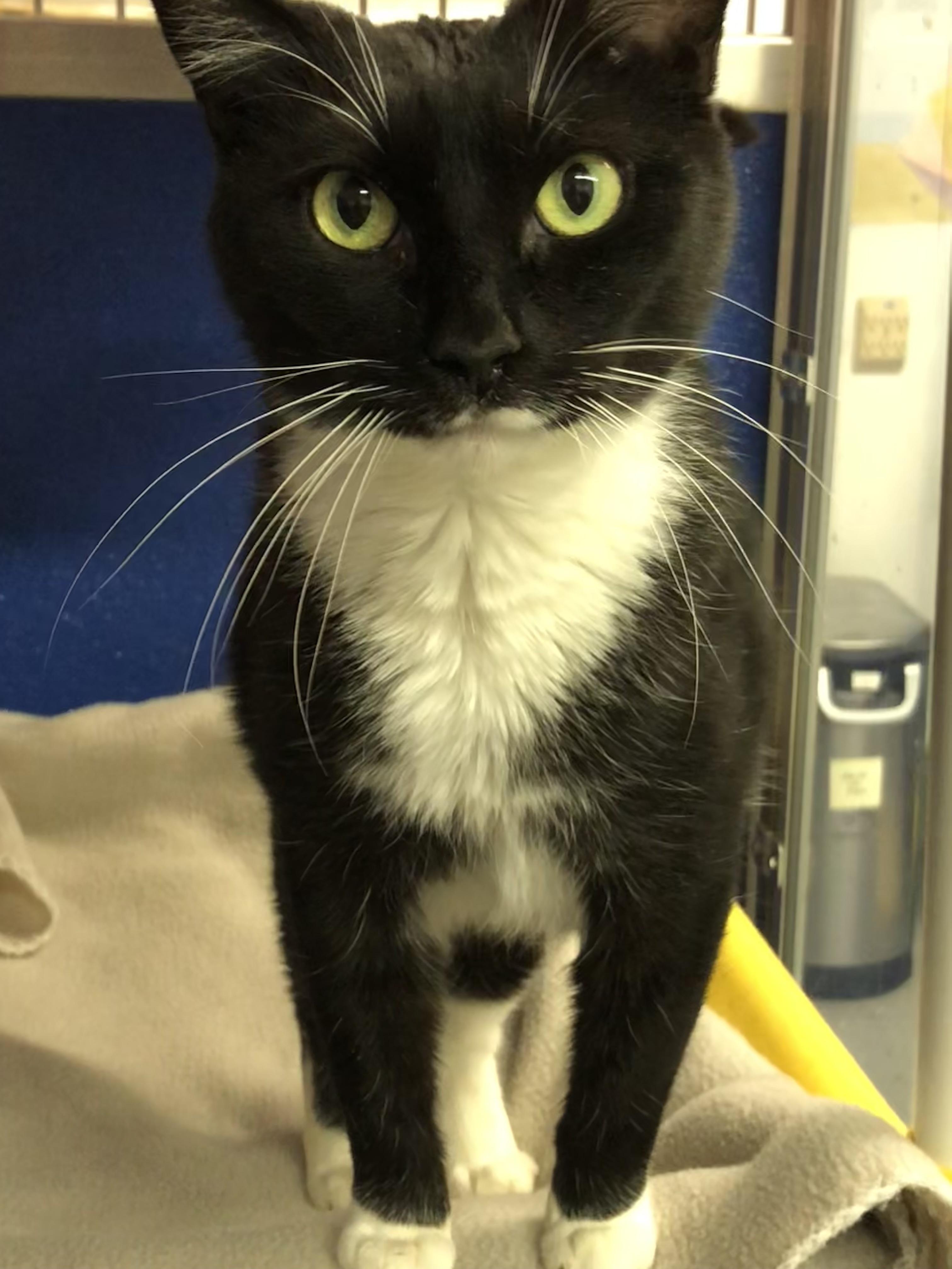 Enlarge Dom, an adopted Domestic Short Hair in Ipswich, MA image 6/6