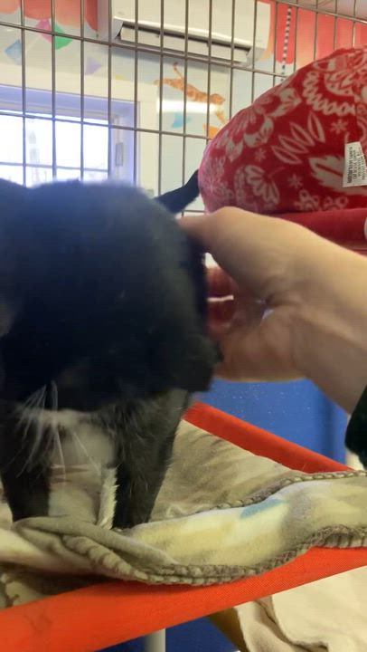Enlarge Dom, a Adoptable Domestic Short Hair in Ipswich, MA video 2/6