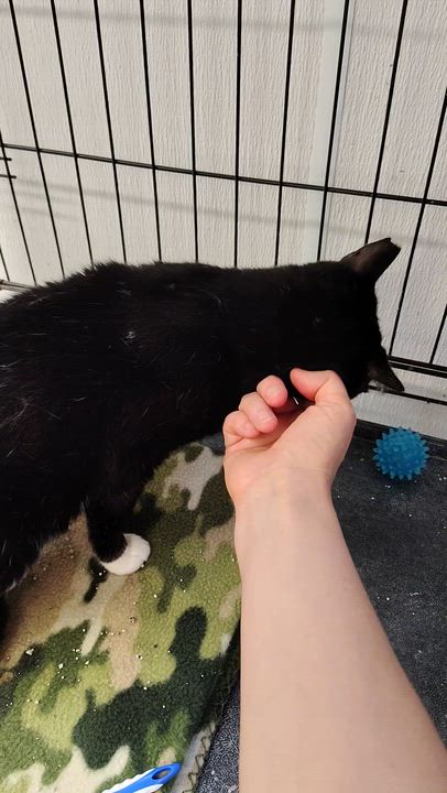 Enlarge Dom, a Adoptable Domestic Short Hair in Ipswich, MA video 5/6