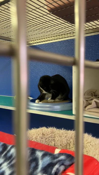 Enlarge Dom, a Adoptable Domestic Short Hair in Ipswich, MA video 6/6