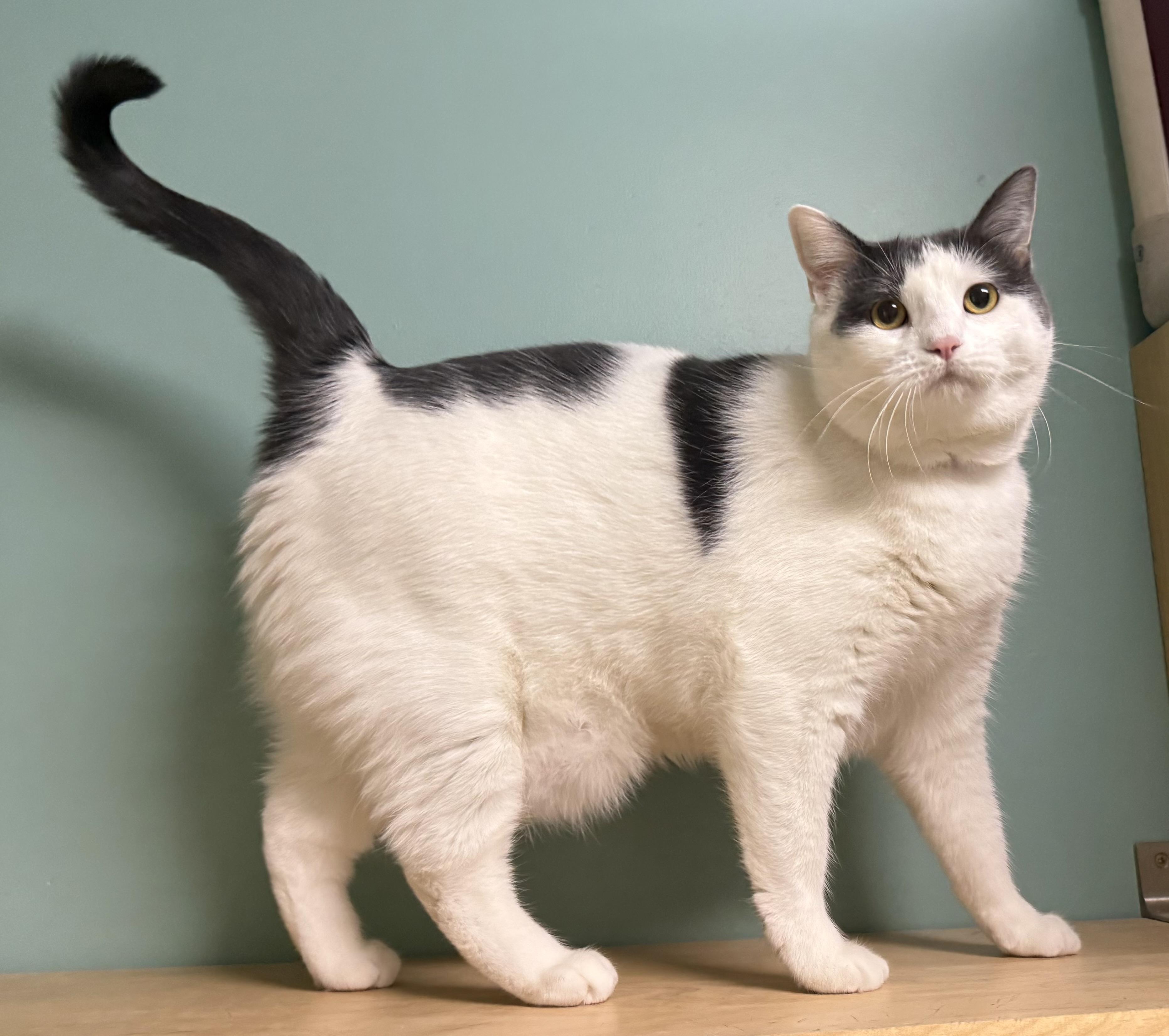 Enlarge Aggie, a Adoptable Domestic Short Hair in Amery, WI image 3/4