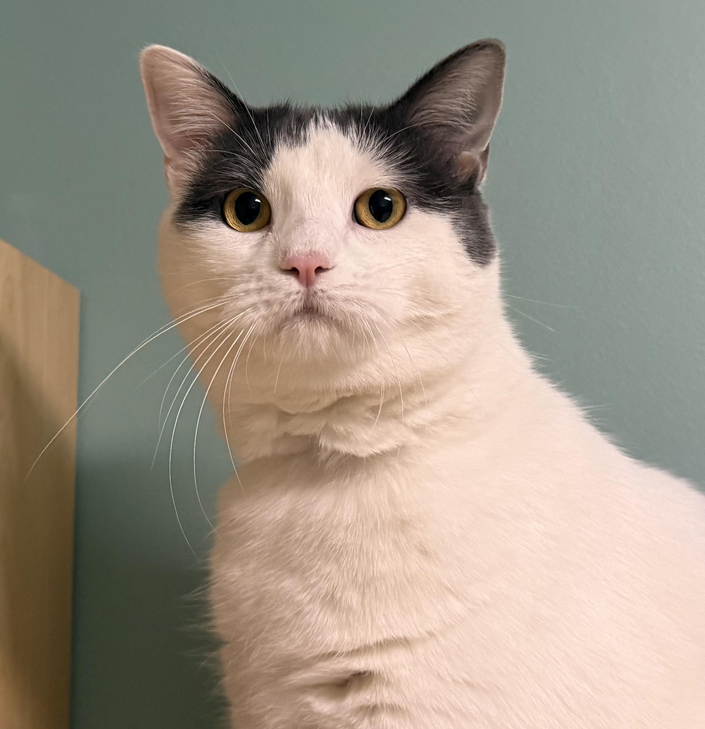 Aggie, Adoptable, Adult Female Domestic Short Hair.