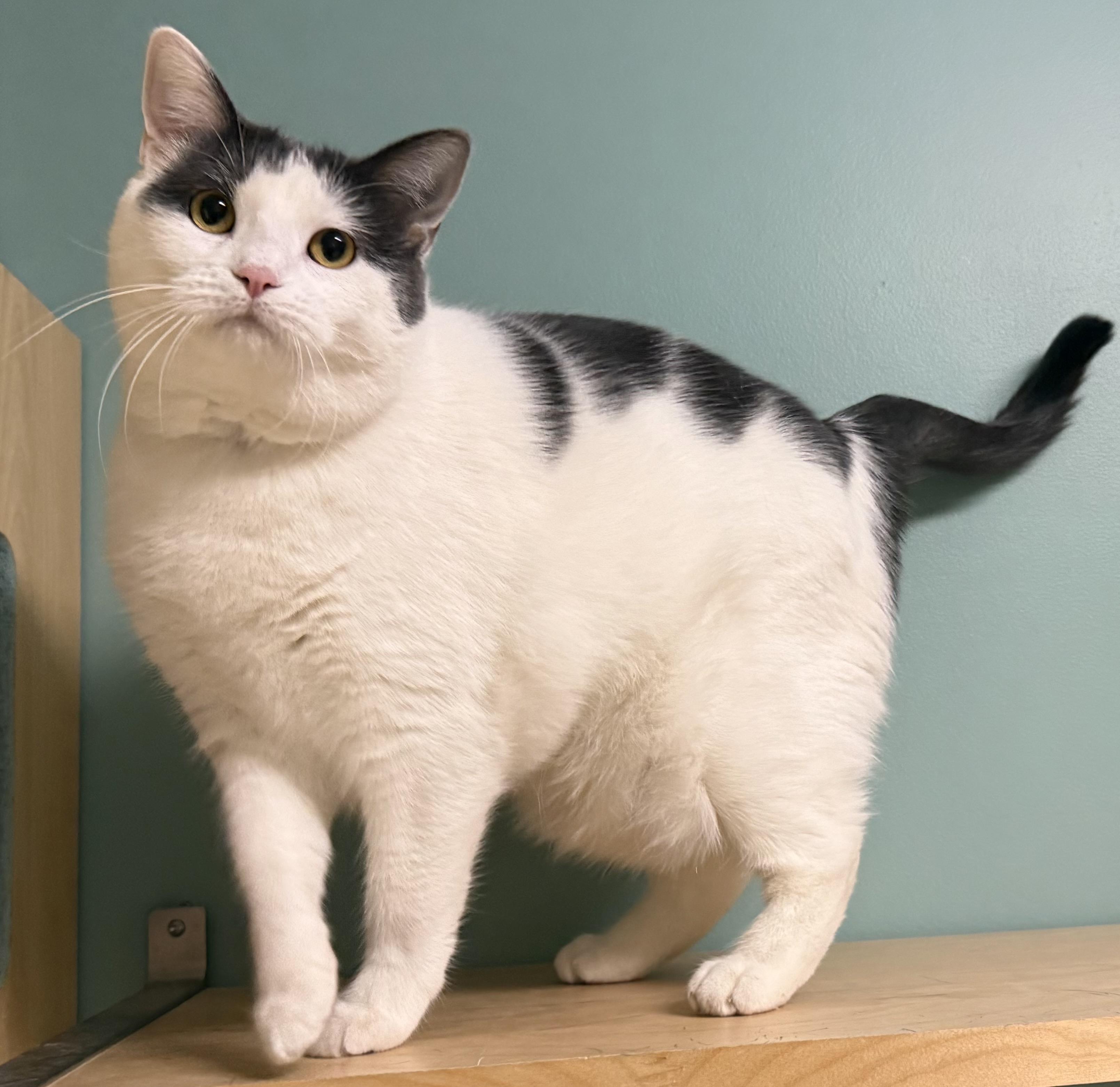 Enlarge Aggie, a Adoptable Domestic Short Hair in Amery, WI image 2/4