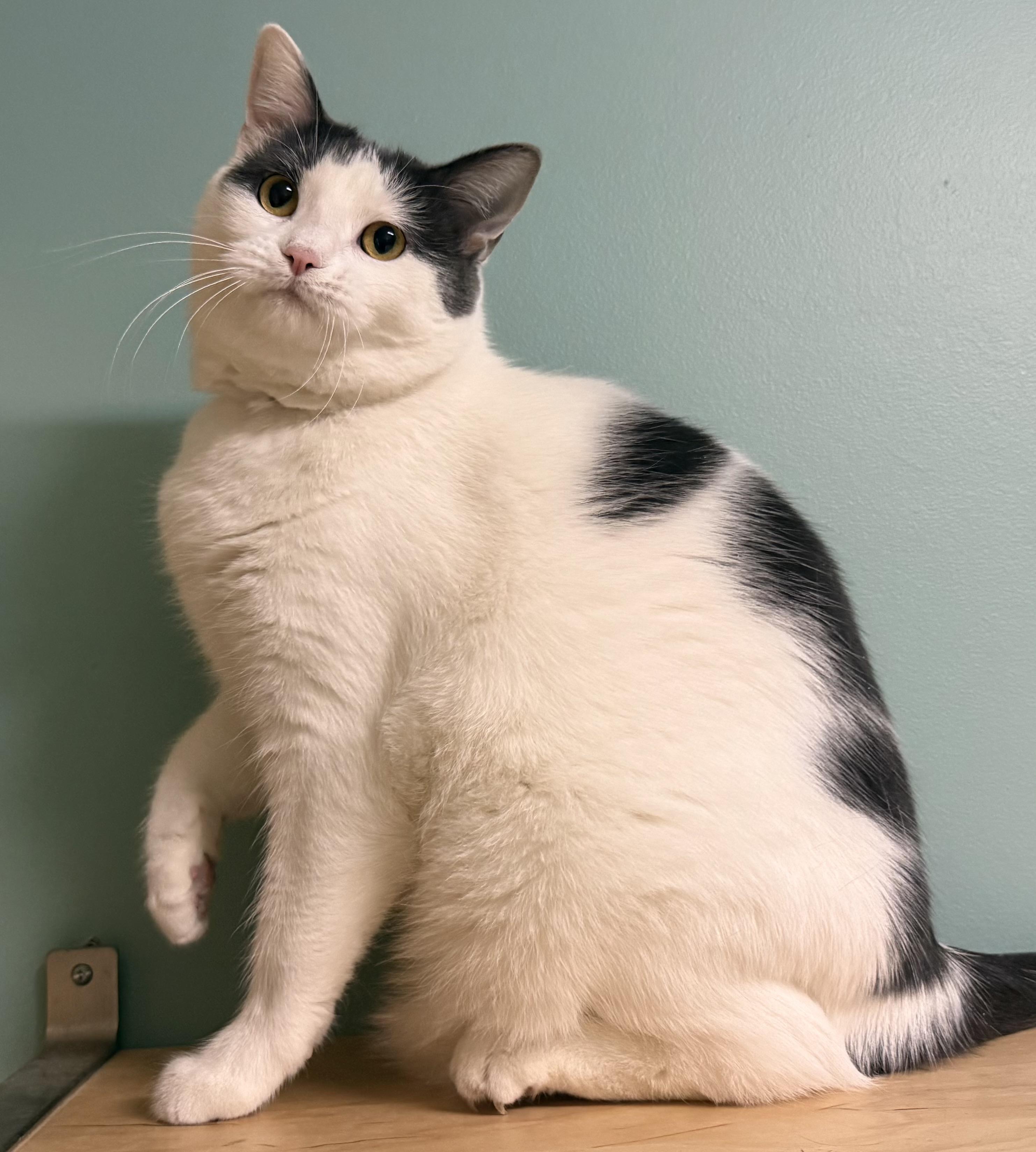 Enlarge Aggie, a Adoptable Domestic Short Hair in Amery, WI image 4/4