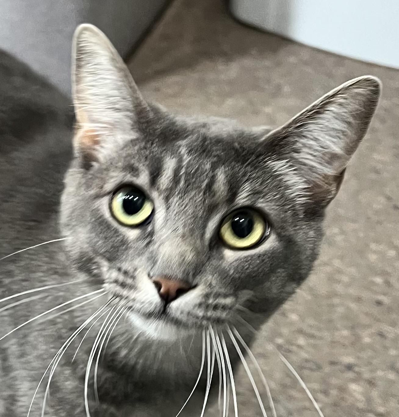 Shadow, an adoptable Domestic Short Hair in Sault Sainte Marie, MI, 49783 | Photo Image 2
