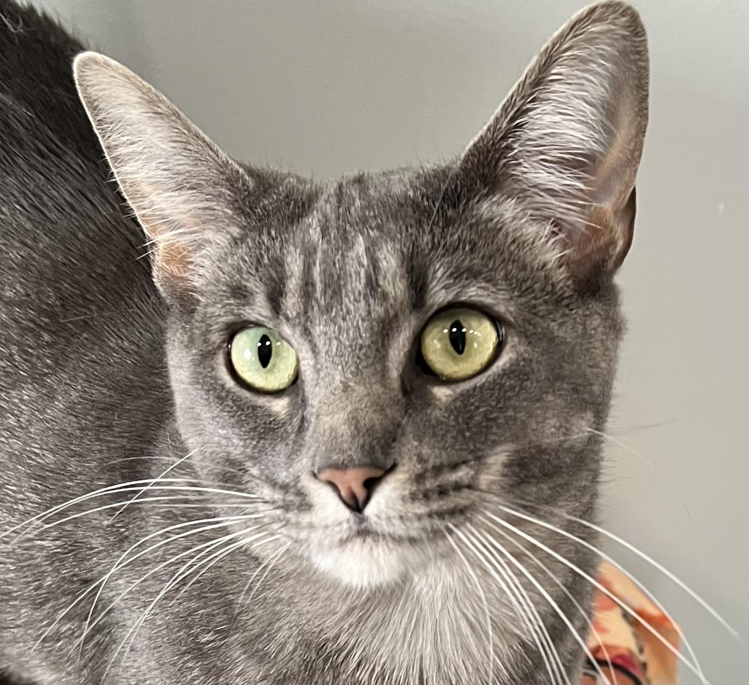 Shadow, an adoptable Domestic Short Hair in Sault Sainte Marie, MI, 49783 | Photo Image 3