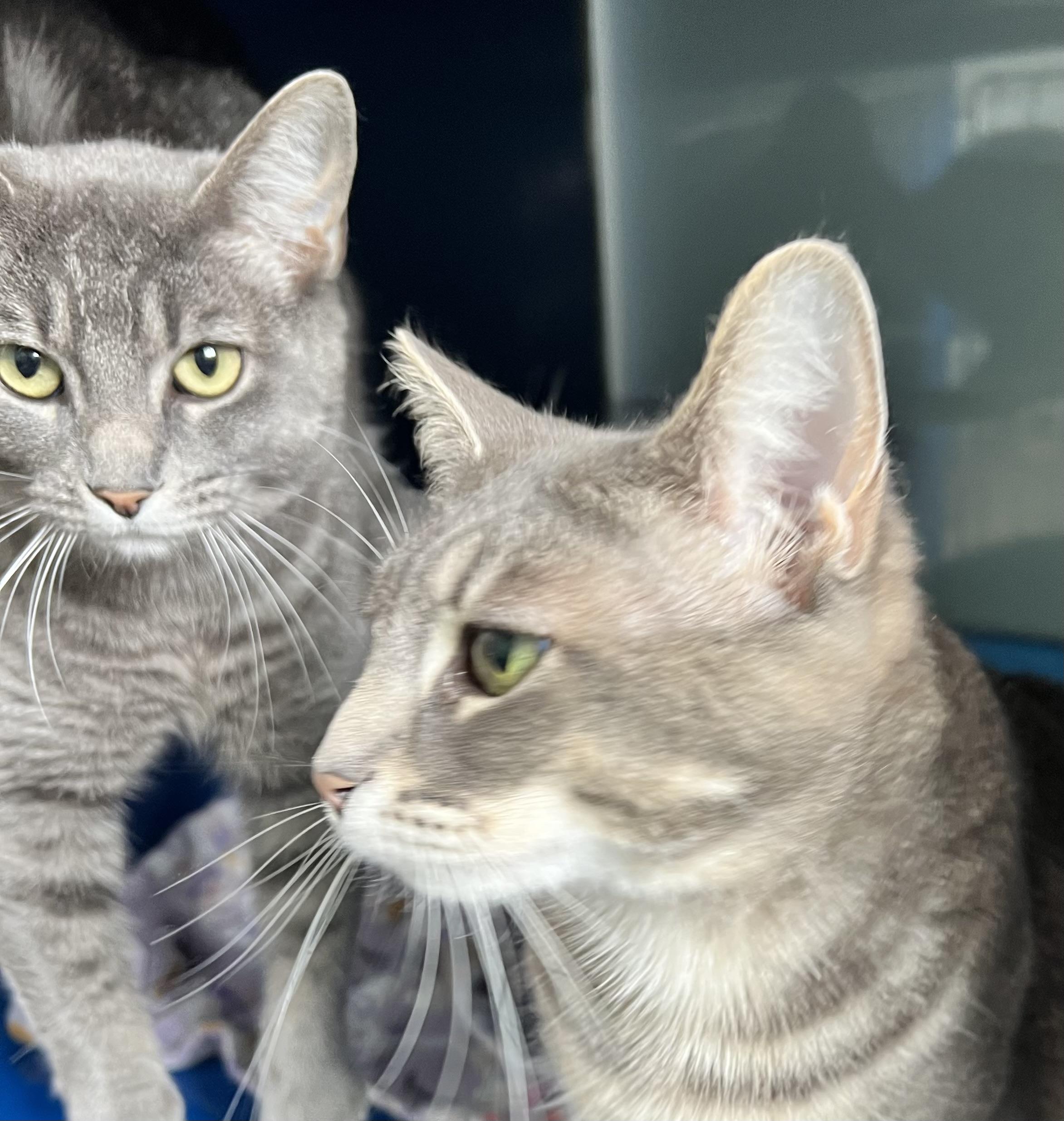 Shadow, an adoptable Domestic Short Hair in Sault Sainte Marie, MI, 49783 | Photo Image 5