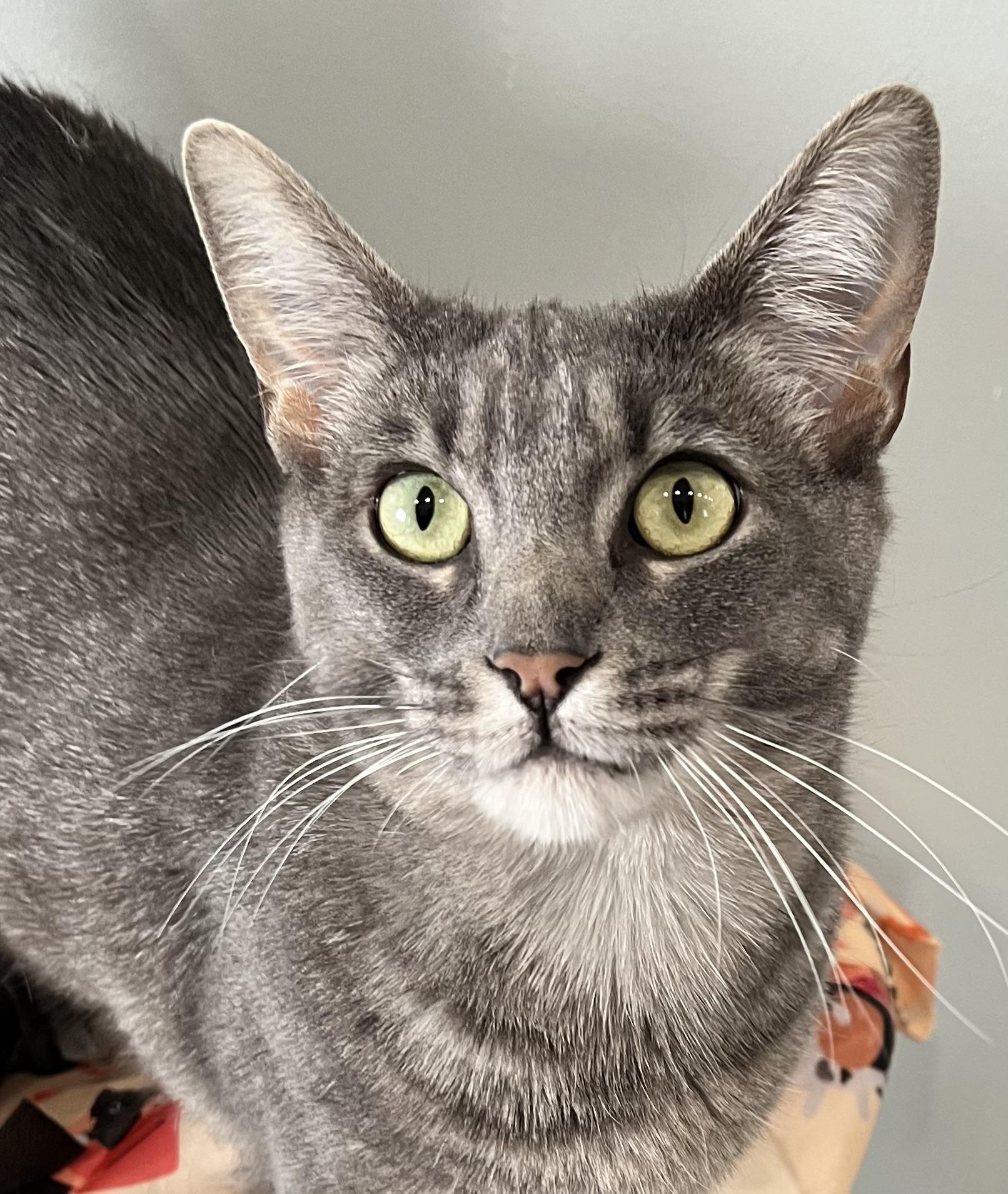 Shadow, an adoptable Domestic Short Hair in Sault Sainte Marie, MI, 49783 | Photo Image 4