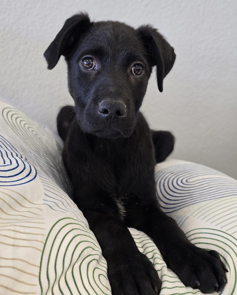 Mickey, a Adoptable mixed breed in Sedalia, CO image 3/5
