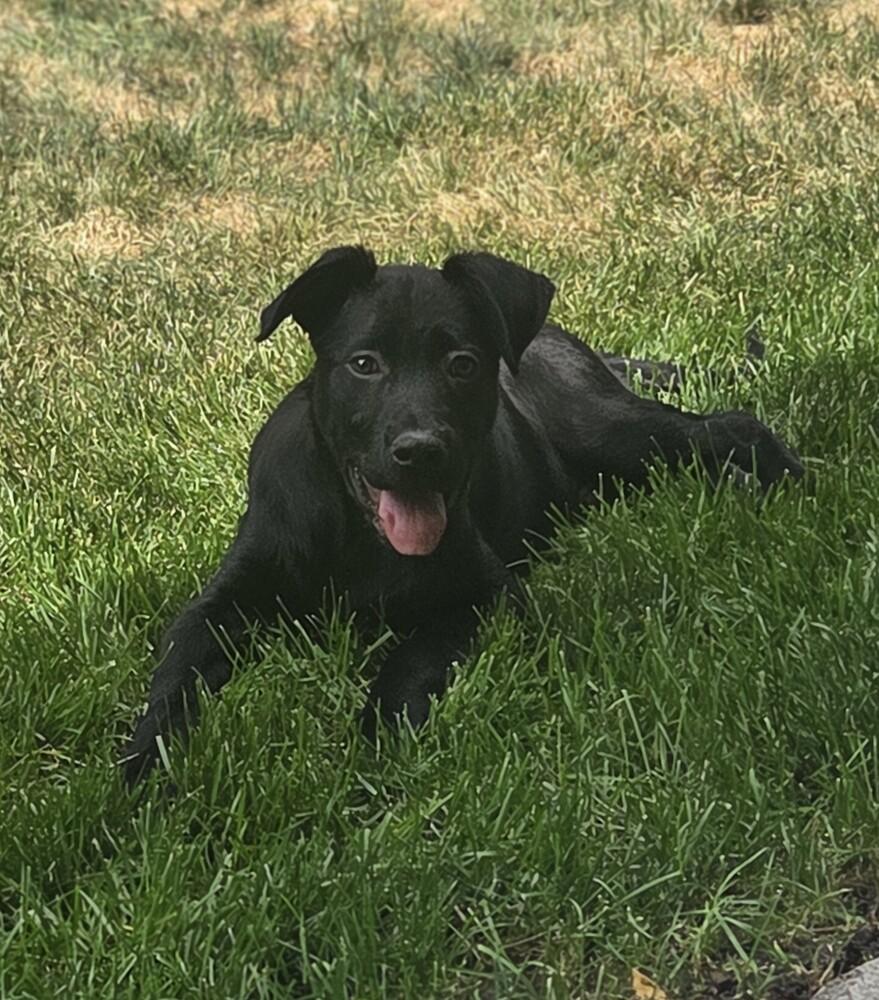 Mickey, a Adoptable mixed breed in Sedalia, CO image 4/5