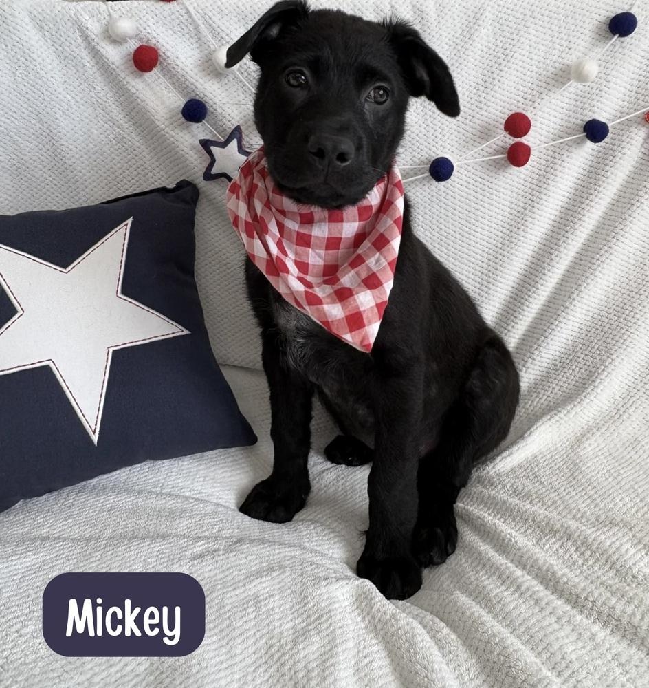 Mickey, a Adoptable mixed breed in Sedalia, CO image 5/5