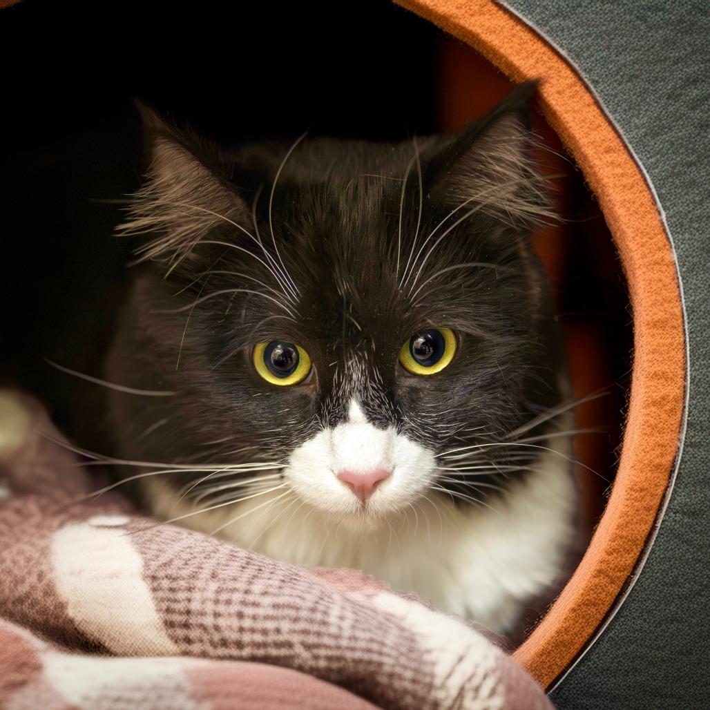 Pete, Adoptable, Adult Male Domestic Long Hair.