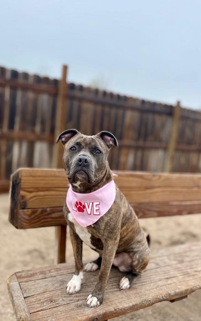 Enlarge Harper Luna (foster), a Adoptable mixed breed in Muskegon, MI image 1/6