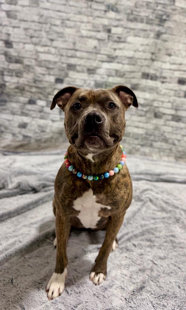 Enlarge Harper Luna (foster), a Adoptable mixed breed in Muskegon, MI image 3/6