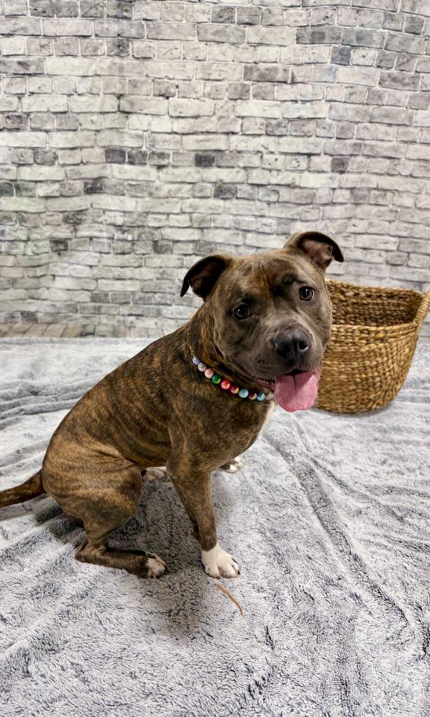 Enlarge Harper Luna (foster), a Adoptable mixed breed in Muskegon, MI image 4/6