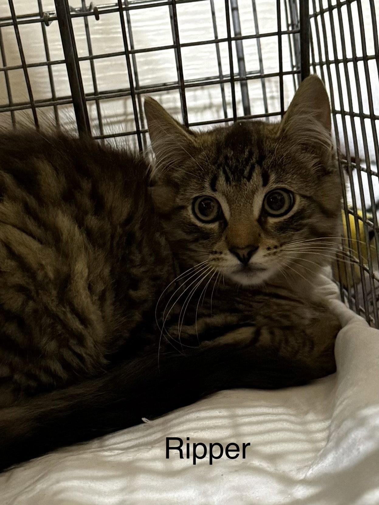 Rysy, Adopted, Young Male Domestic Short Hair.