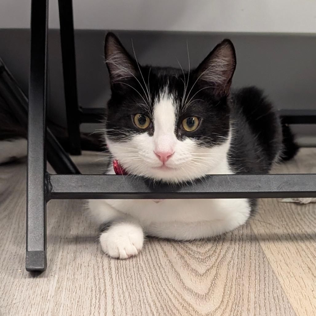 Lennon (C000-688) - City of Industry Location, Adoptable, Kitten Male Domestic Short Hair.