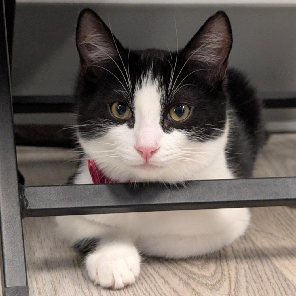 Enlarge Lennon (C000-688) - City of Industry Location, a Adoptable Domestic Short Hair in Chino Hills, CA image 2/6