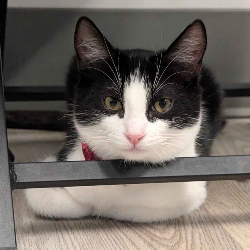 Enlarge Lennon (C000-688) - City of Industry Location, a Adoptable Domestic Short Hair in Chino Hills, CA image 3/6