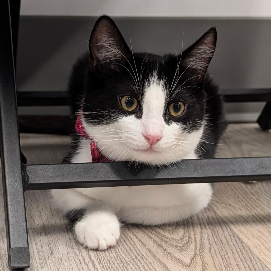 Enlarge Lennon (C000-688) - City of Industry Location, a Adoptable Domestic Short Hair in Chino Hills, CA image 4/6