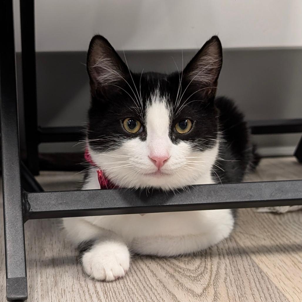 Enlarge Lennon (C000-688) - City of Industry Location, a Adoptable Domestic Short Hair in Chino Hills, CA image 5/6