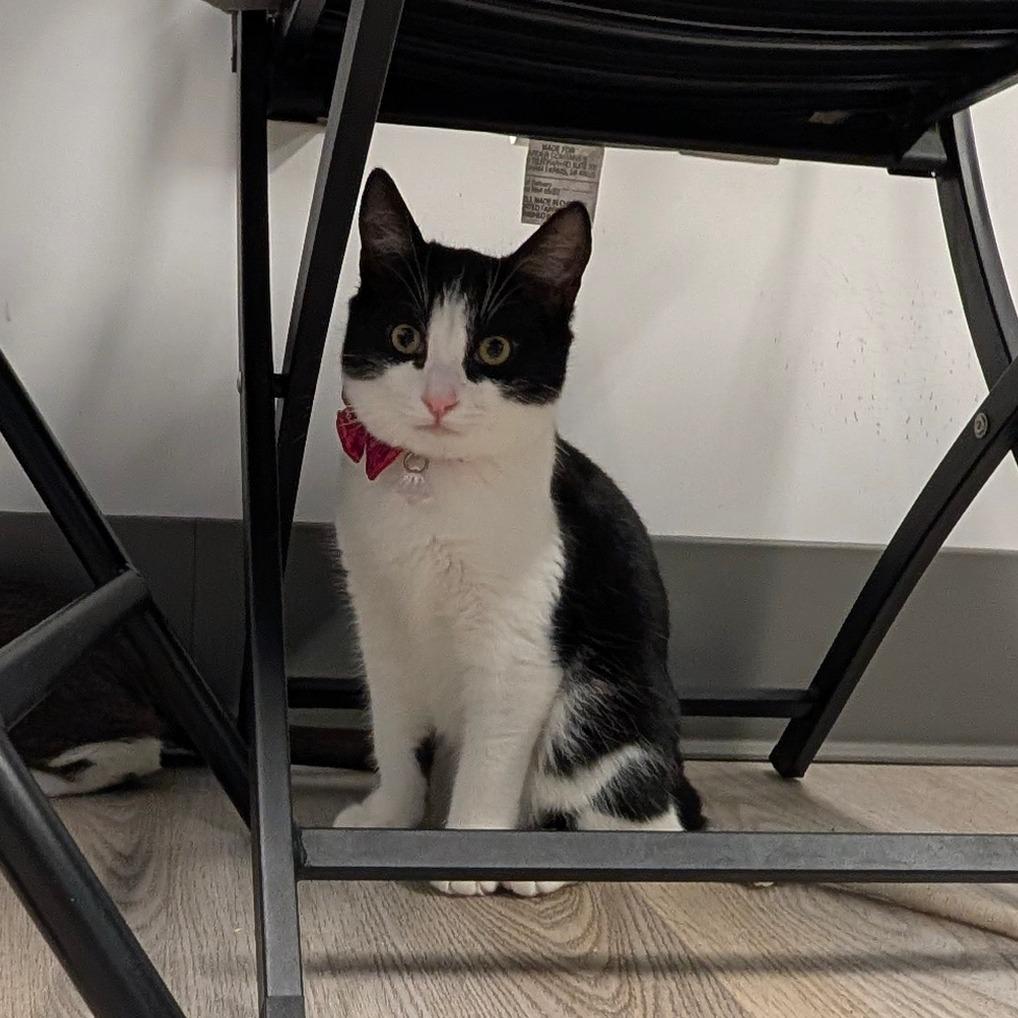 Enlarge Lennon (C000-688) - City of Industry Location, a Adoptable Domestic Short Hair in Chino Hills, CA image 6/6