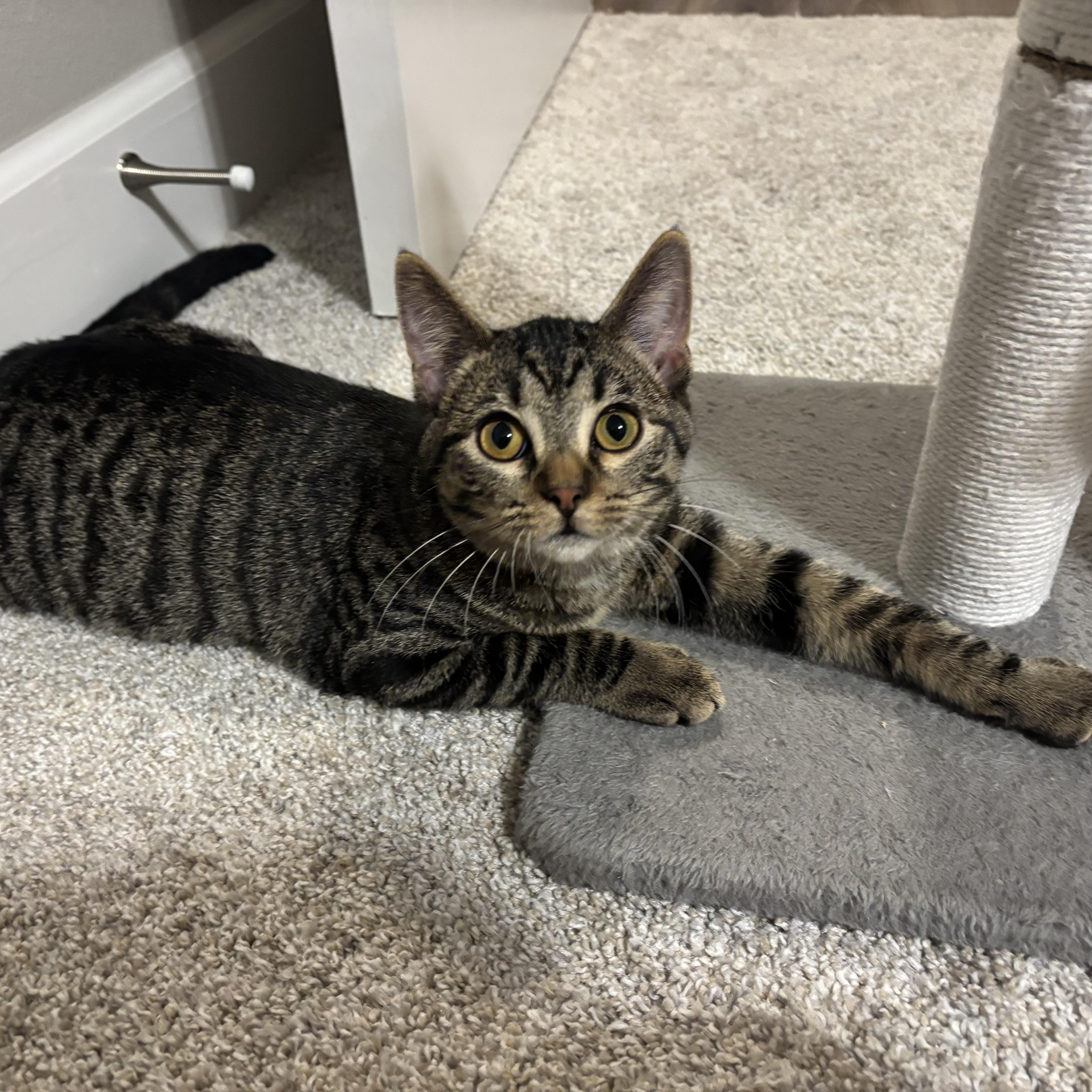 Kurt Russell, Adoptable, Young Male Domestic Short Hair.