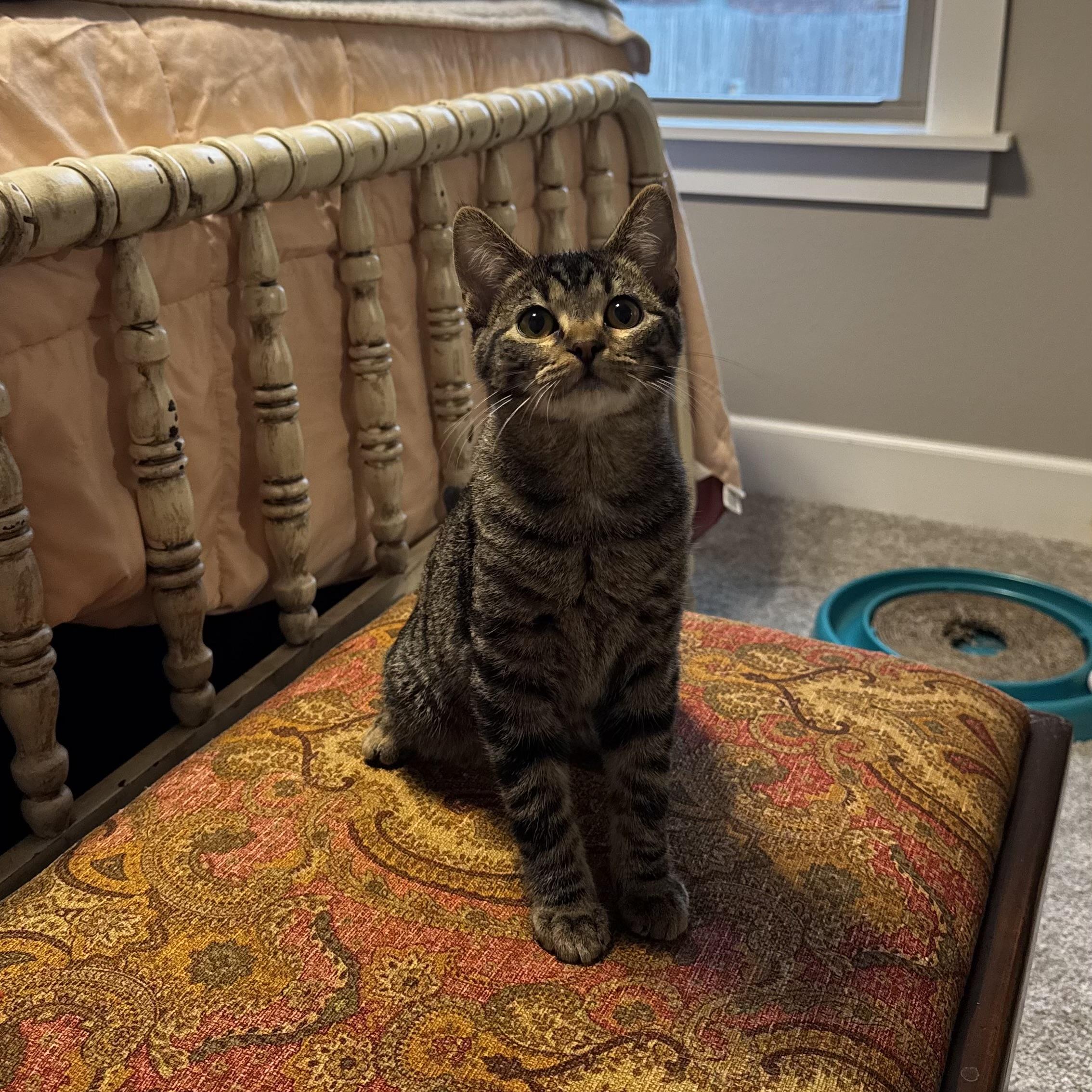 Kurt Russell, a Adoptable Domestic Short Hair in Bentonville, AR image 2/3