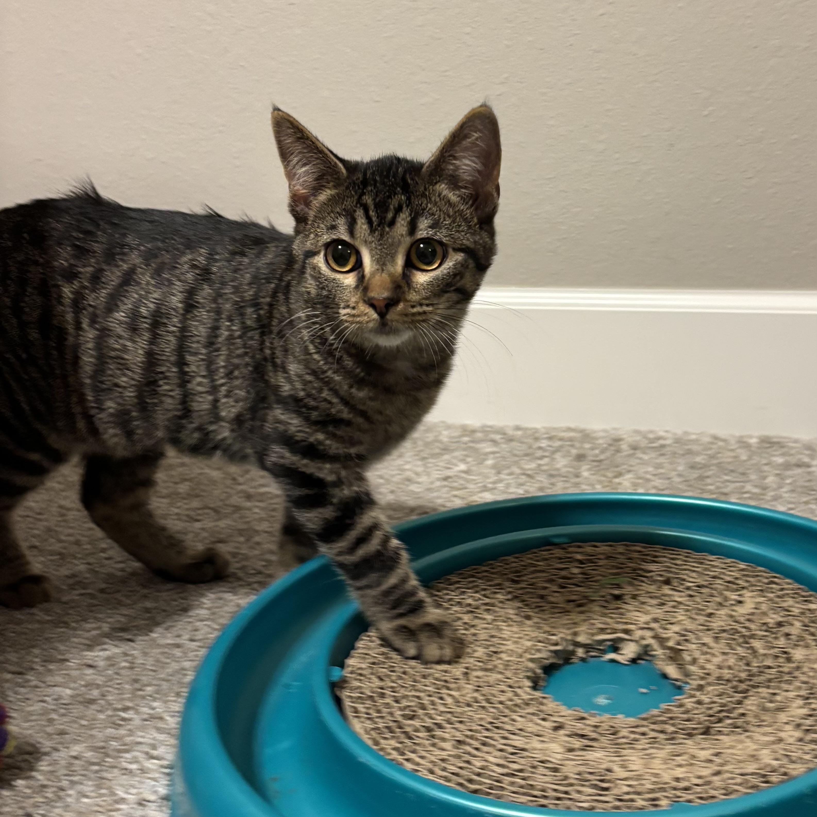 Kurt Russell, Adoptable, Young Male Domestic Short Hair.