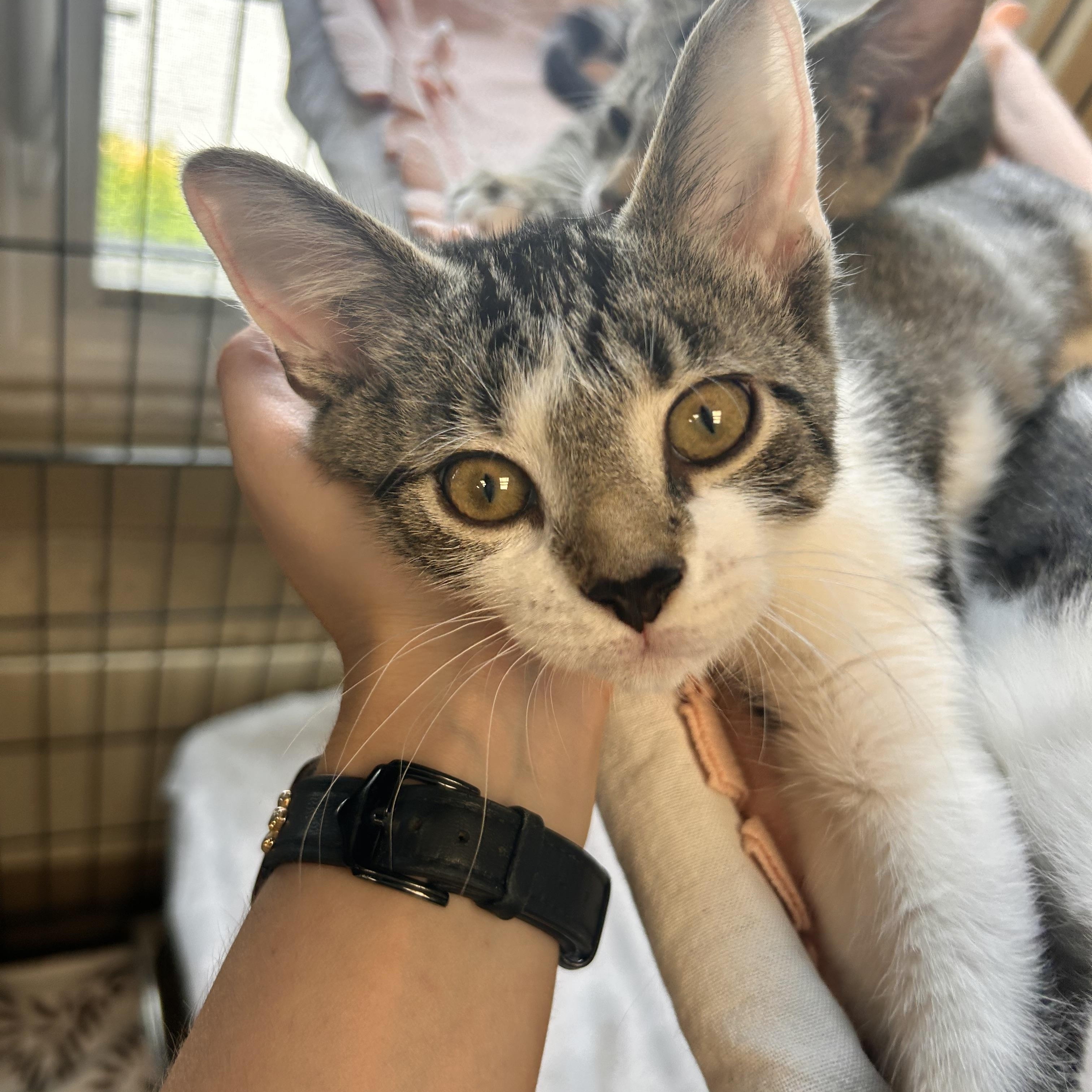 Egg, an adopted Domestic Short Hair in Myerstown, PA image 1/2