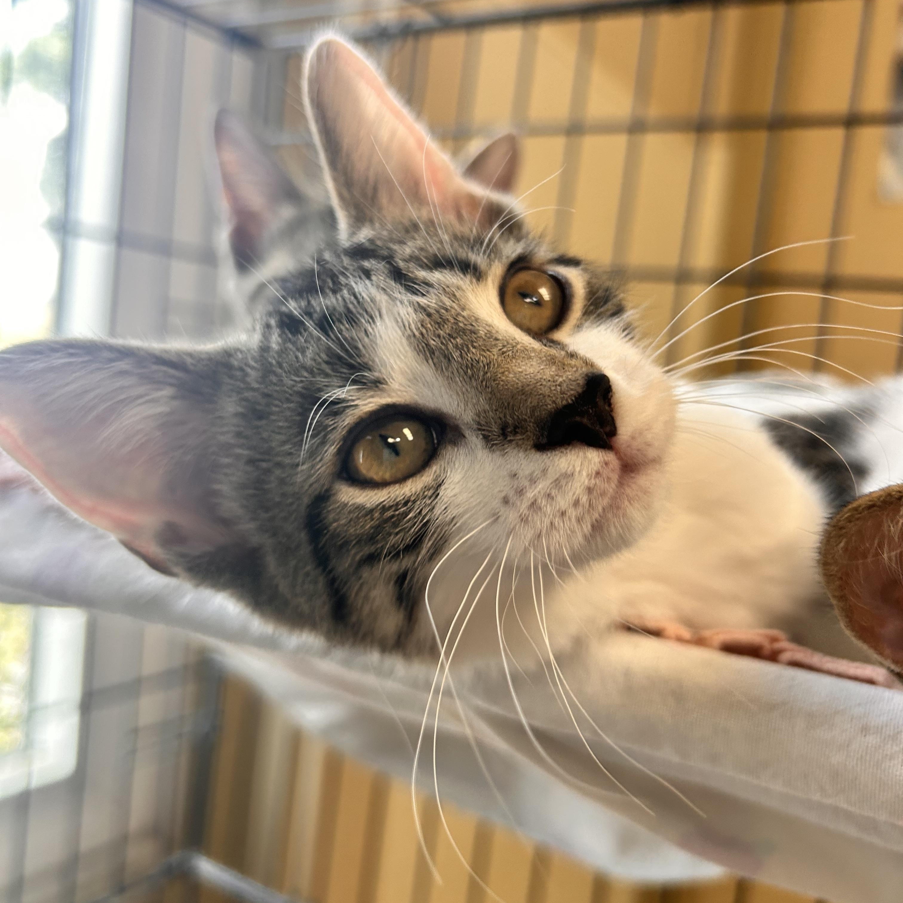 Egg, an adopted Domestic Short Hair in Myerstown, PA image 2/2