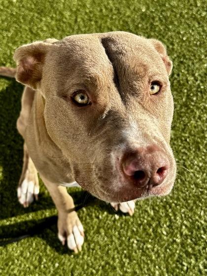 Ariel, Adoptable, Young Female Mixed Breed & Mixed Breed.