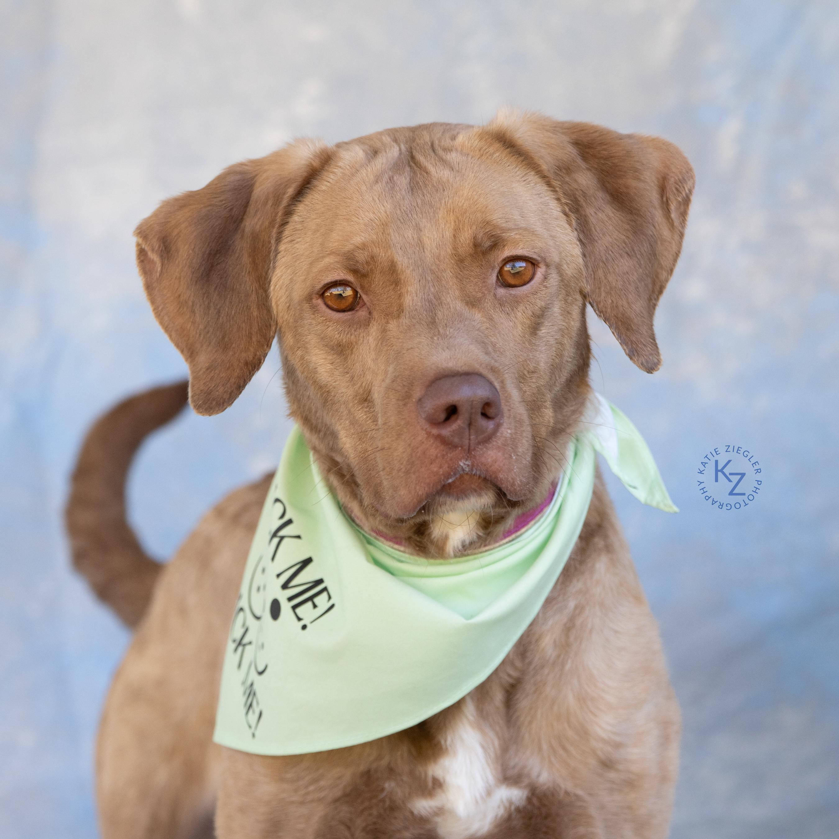Wendy Sue, Adult Female Labrador Retriever