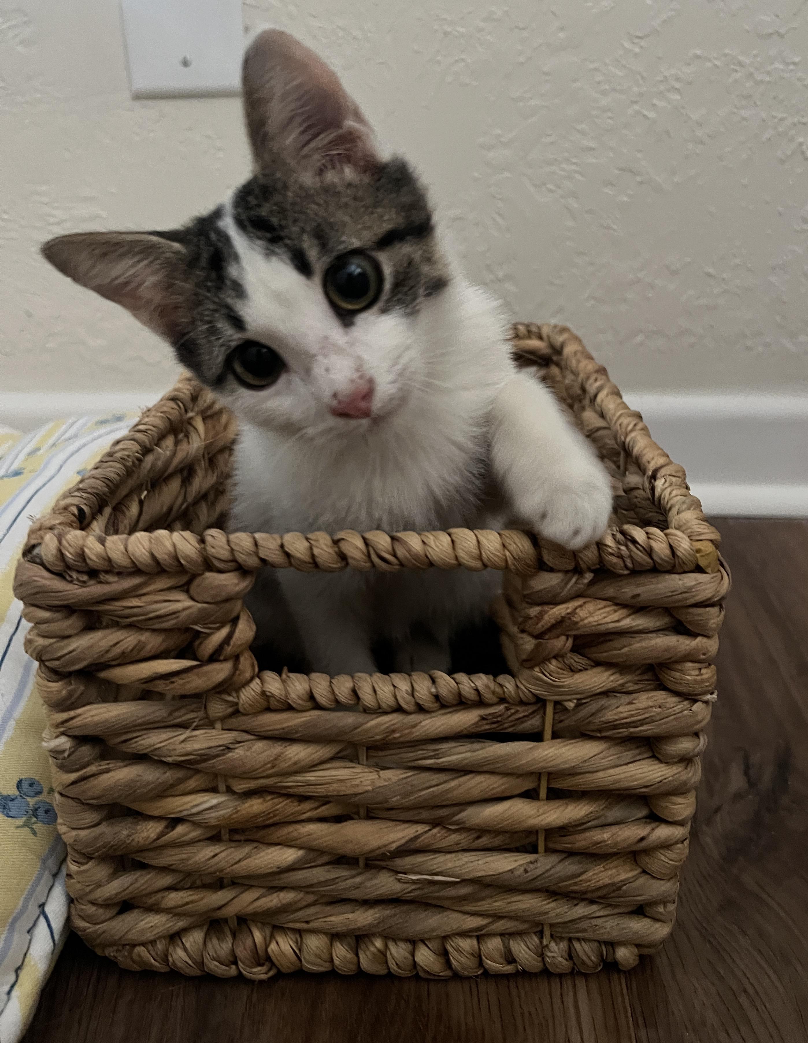 Enlarge Patches, a Adoptable Domestic Short Hair in Bryan, TX image 2/4
